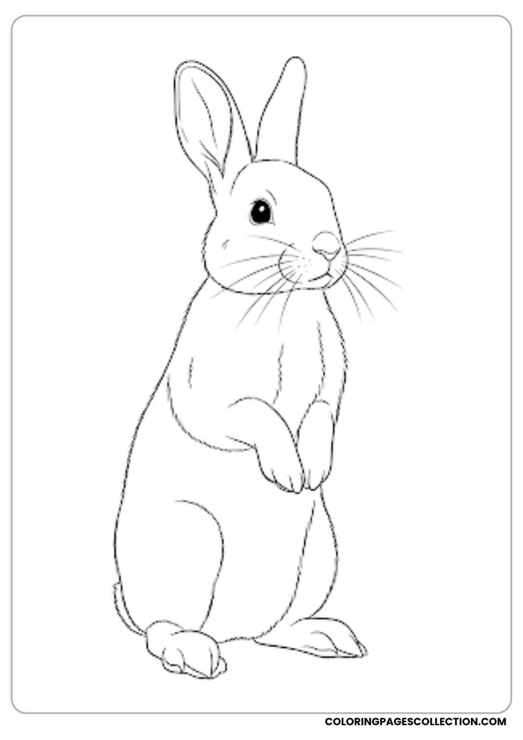 realistic bunny standing upright coloring page