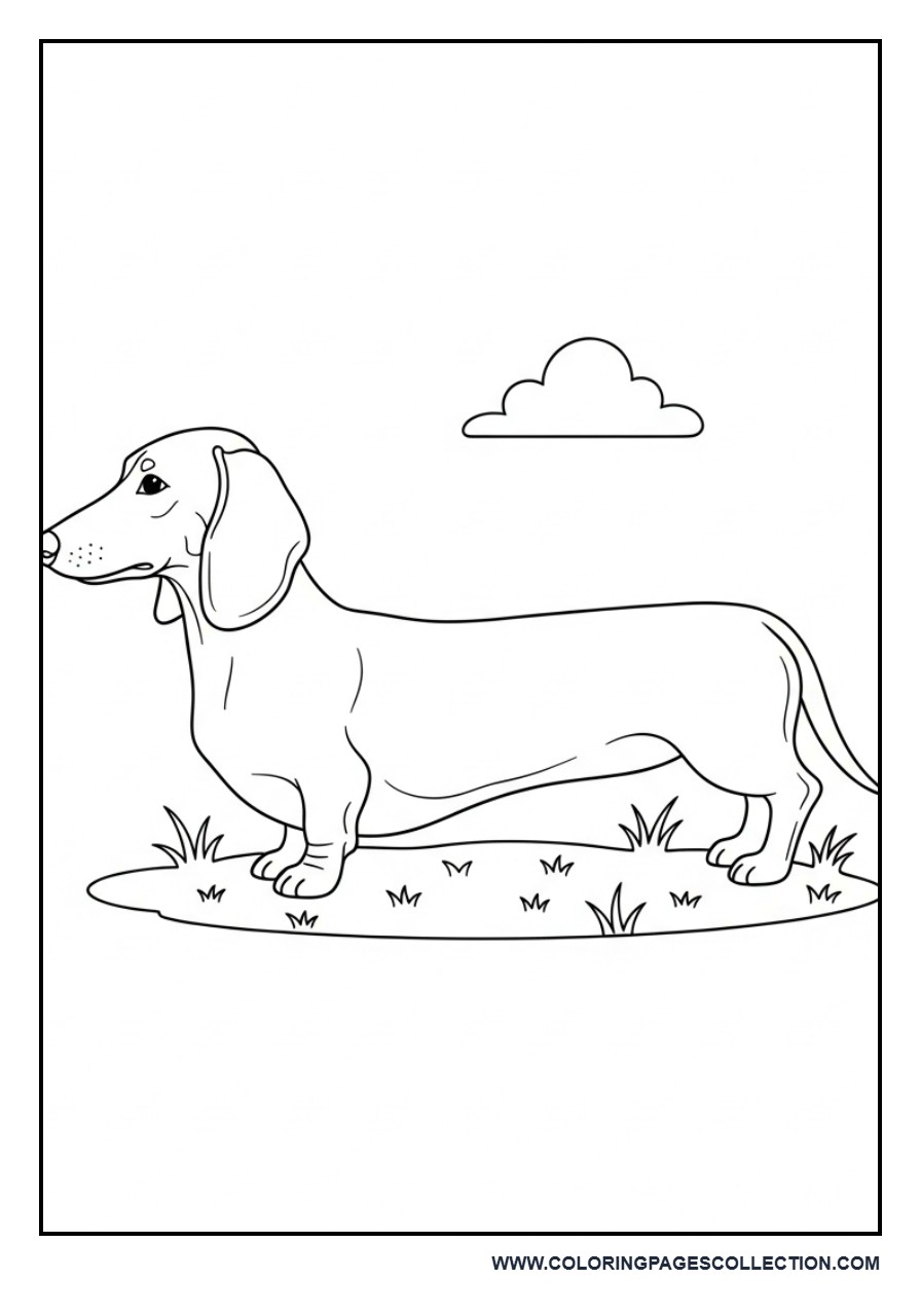 Dachshund Dog