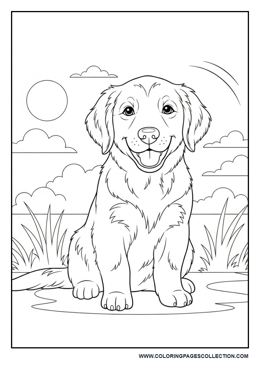 Golden Retriever Puppy