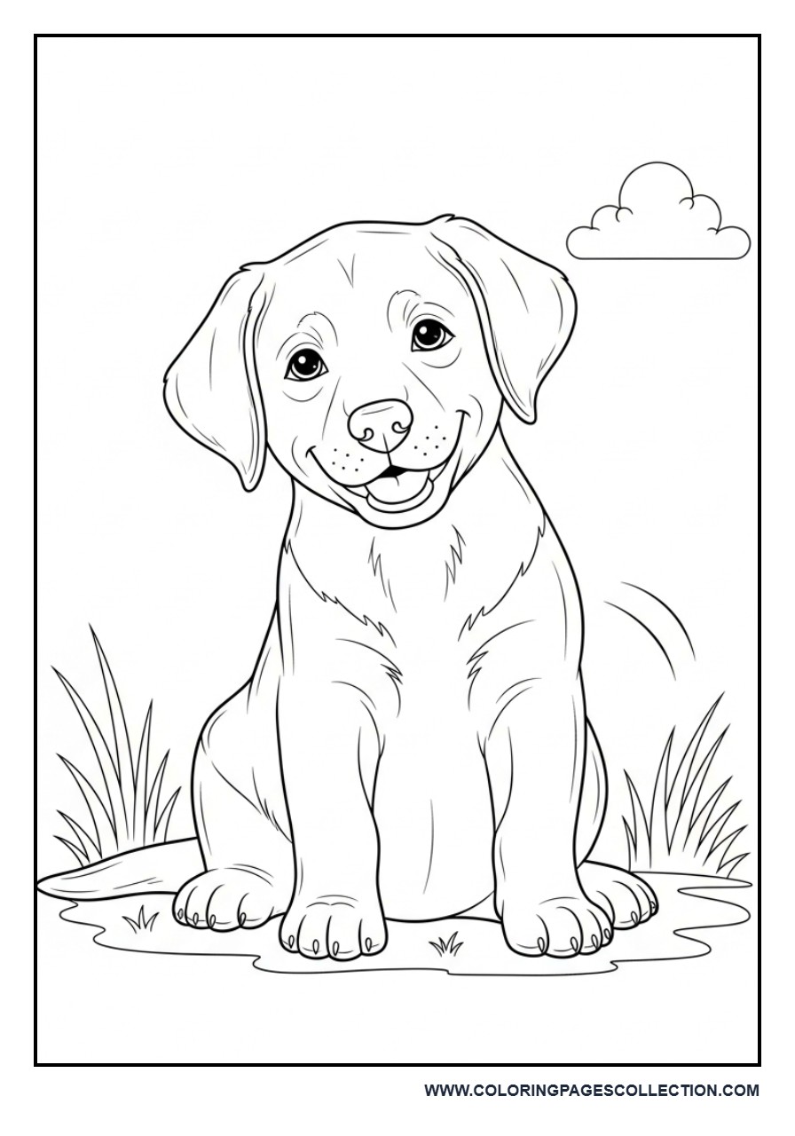 Labrador Retriever Puppy