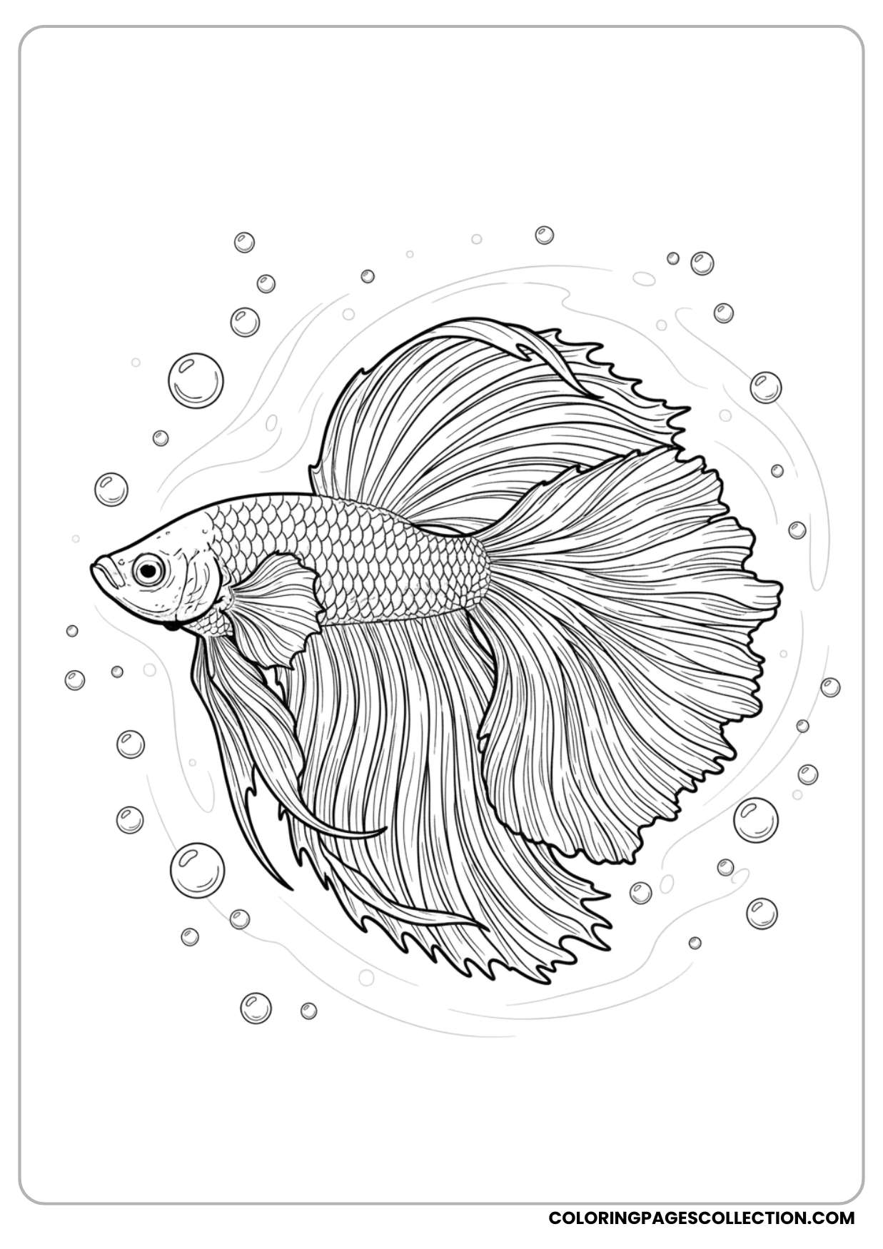 A beautiful, realistic betta fish coloring page can shine when adding your personal touch.