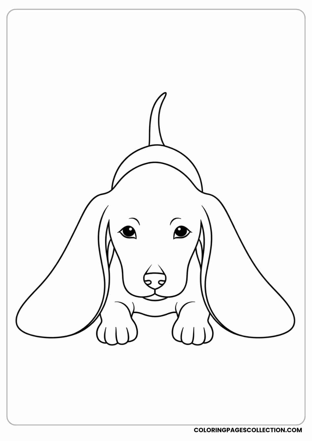 Long-eared puppy with big droopy ears flopping to the side, tiny paws out front, thin stroke