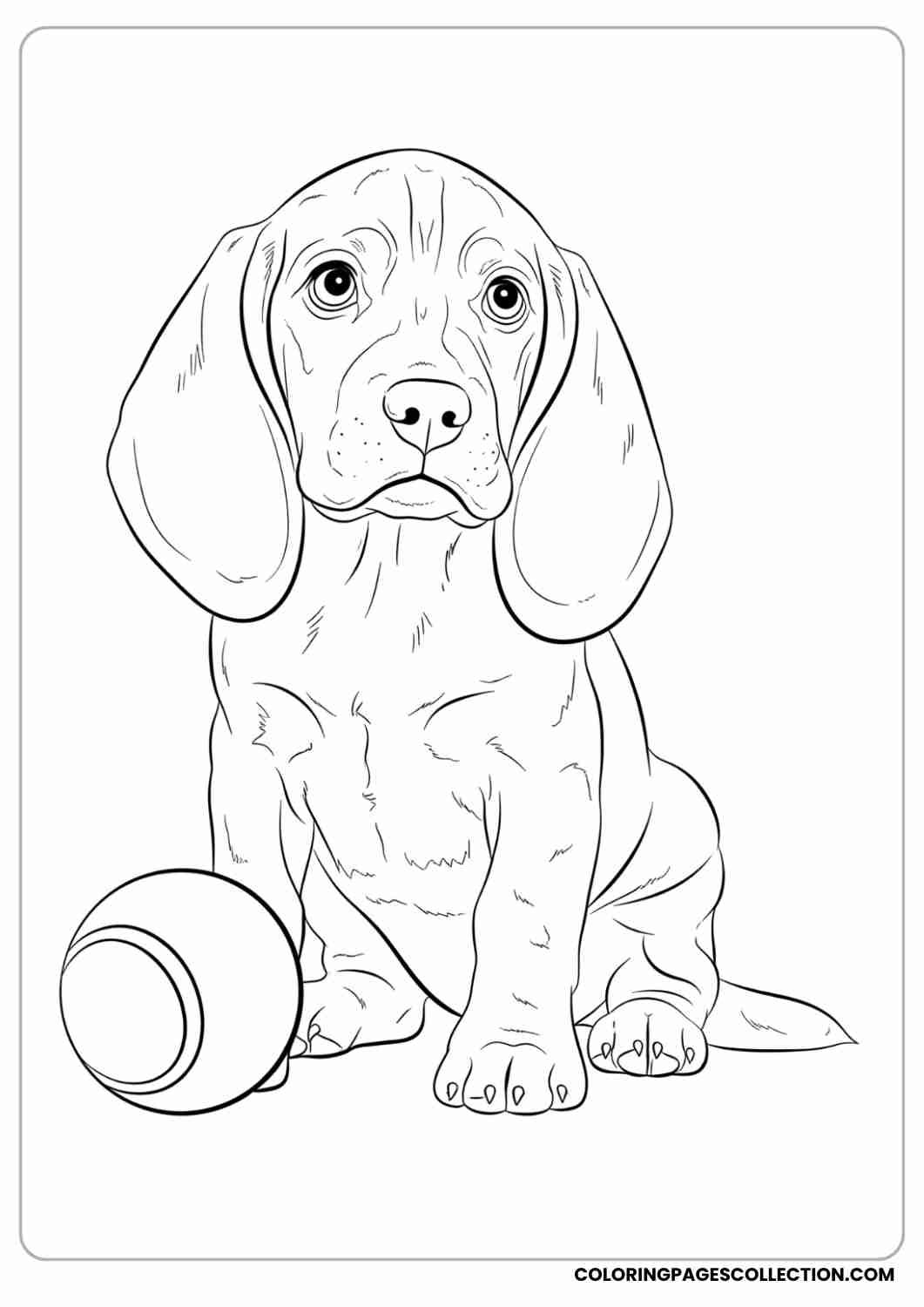 Floppy-eared beagle puppy sitting beside a ball, with curious wide eyes, thin stroke