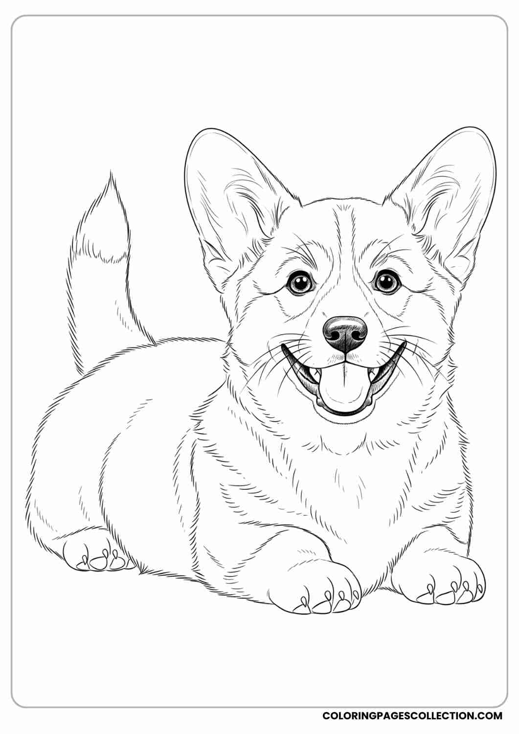 Corgi puppy lying down with short legs and a big smile, tail up, thin stroke