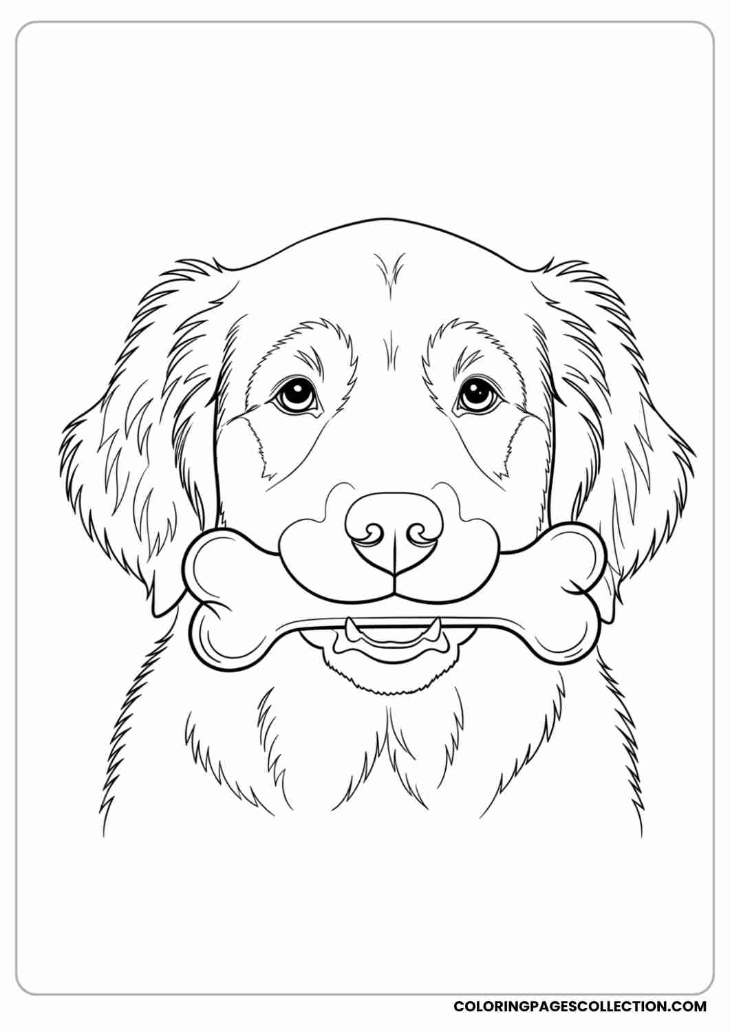 Golden retriever puppy holding a bone in its mouth, with fluffy ears, thin stroke