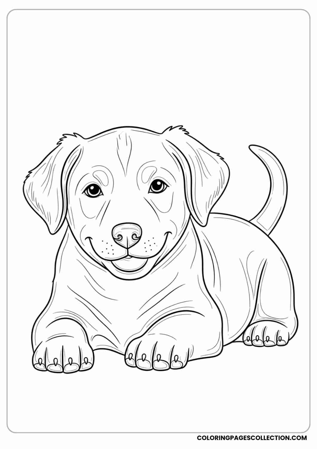 Smiling puppy lying down with its paws stretched out front, floppy ears, thin stroke