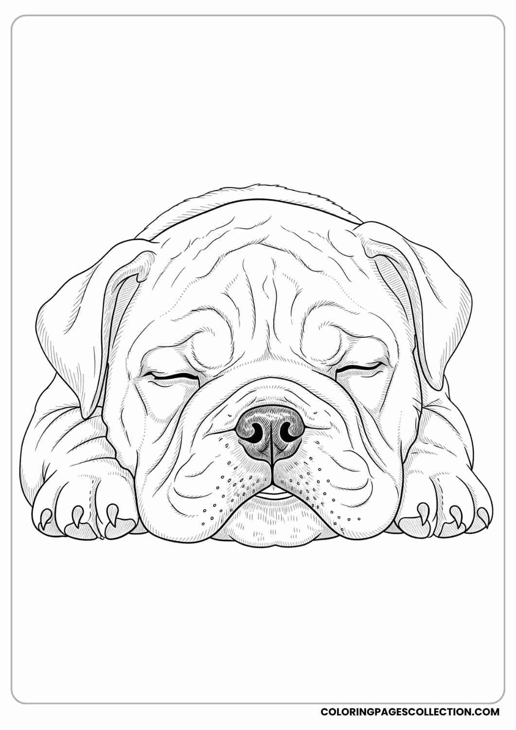 Bulldog puppy sleeping with its head resting on its paws, soft wrinkly face, thin stroke