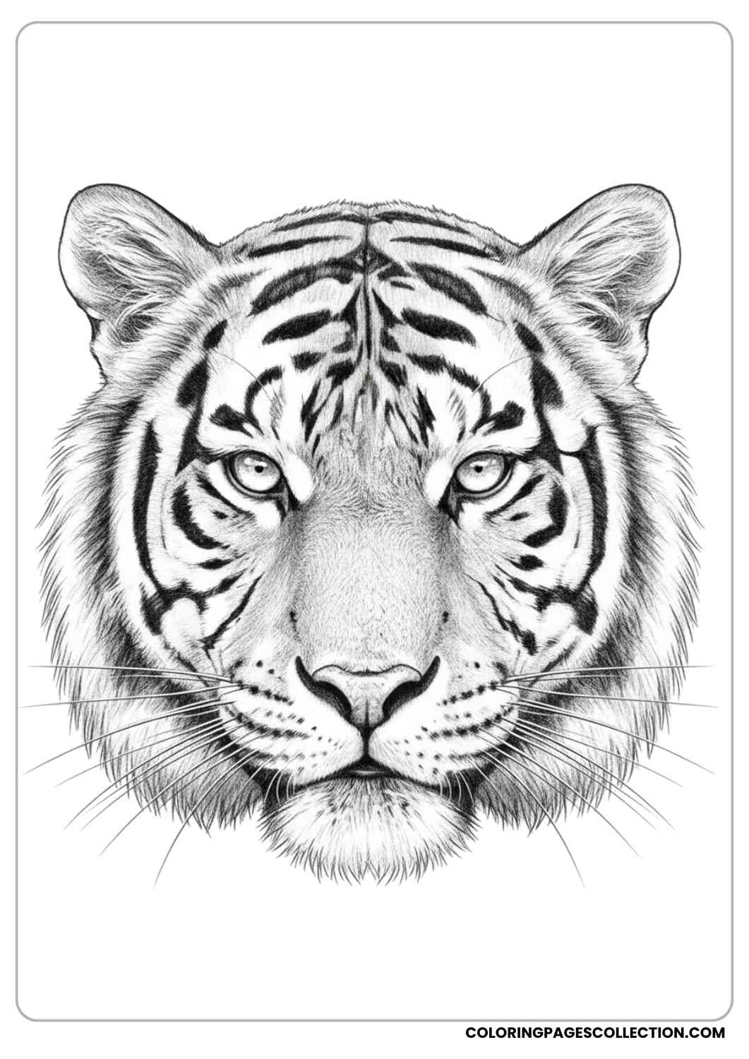 Realistic Tiger Portrait Coloring Page