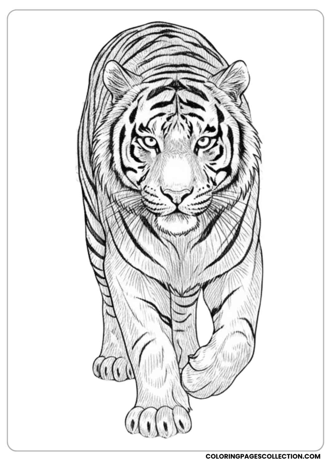 Tiger Walking in the Jungle Coloring Sheet