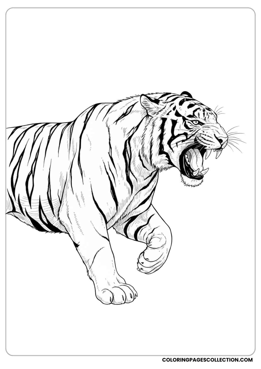 Roaring Tiger Side View Coloring Page