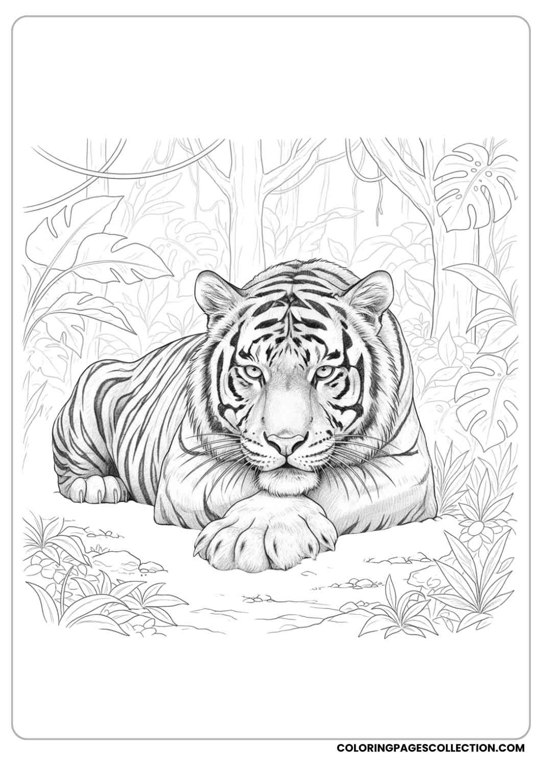 Resting Realistic Tiger Coloring Sheet