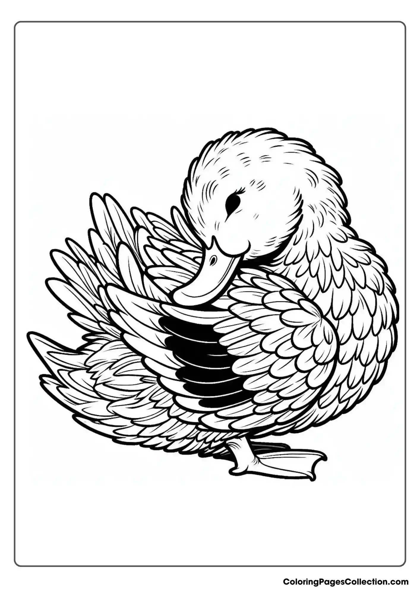 Duck Preening Its Feathers