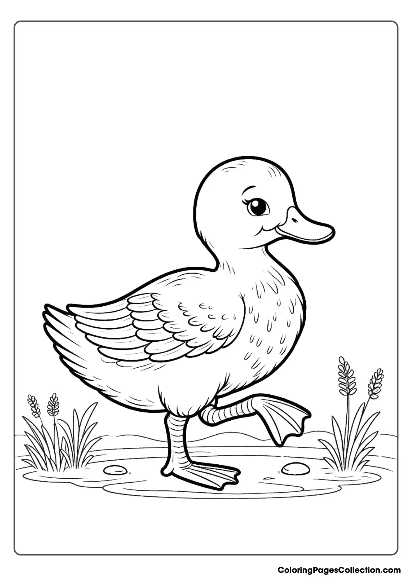Duck Standing On One Leg