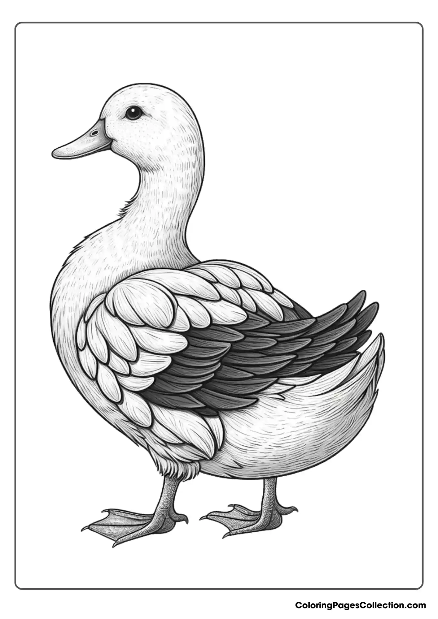 Mallard Drake
