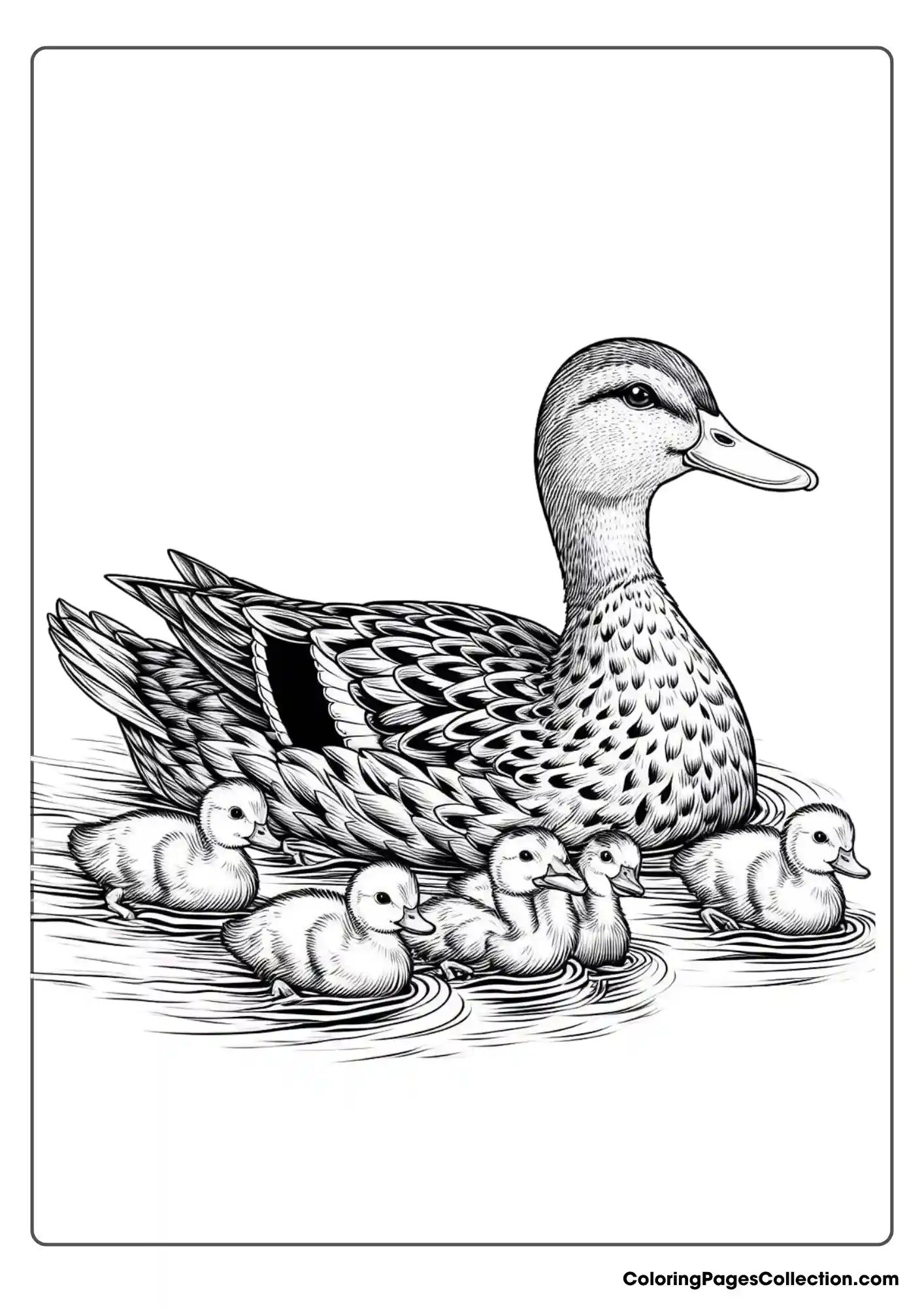 Mother Duck Swimming