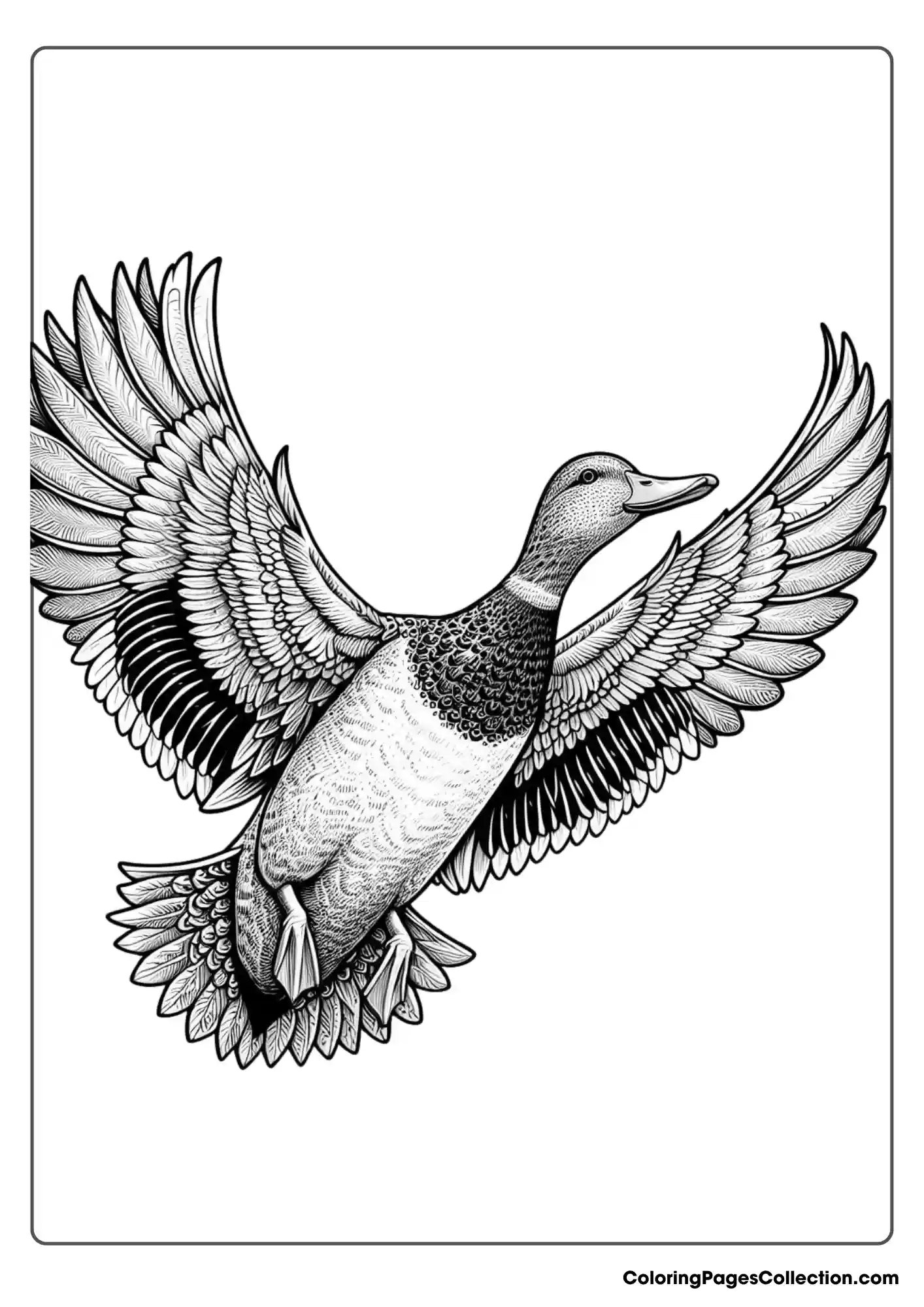 Duck In Flight