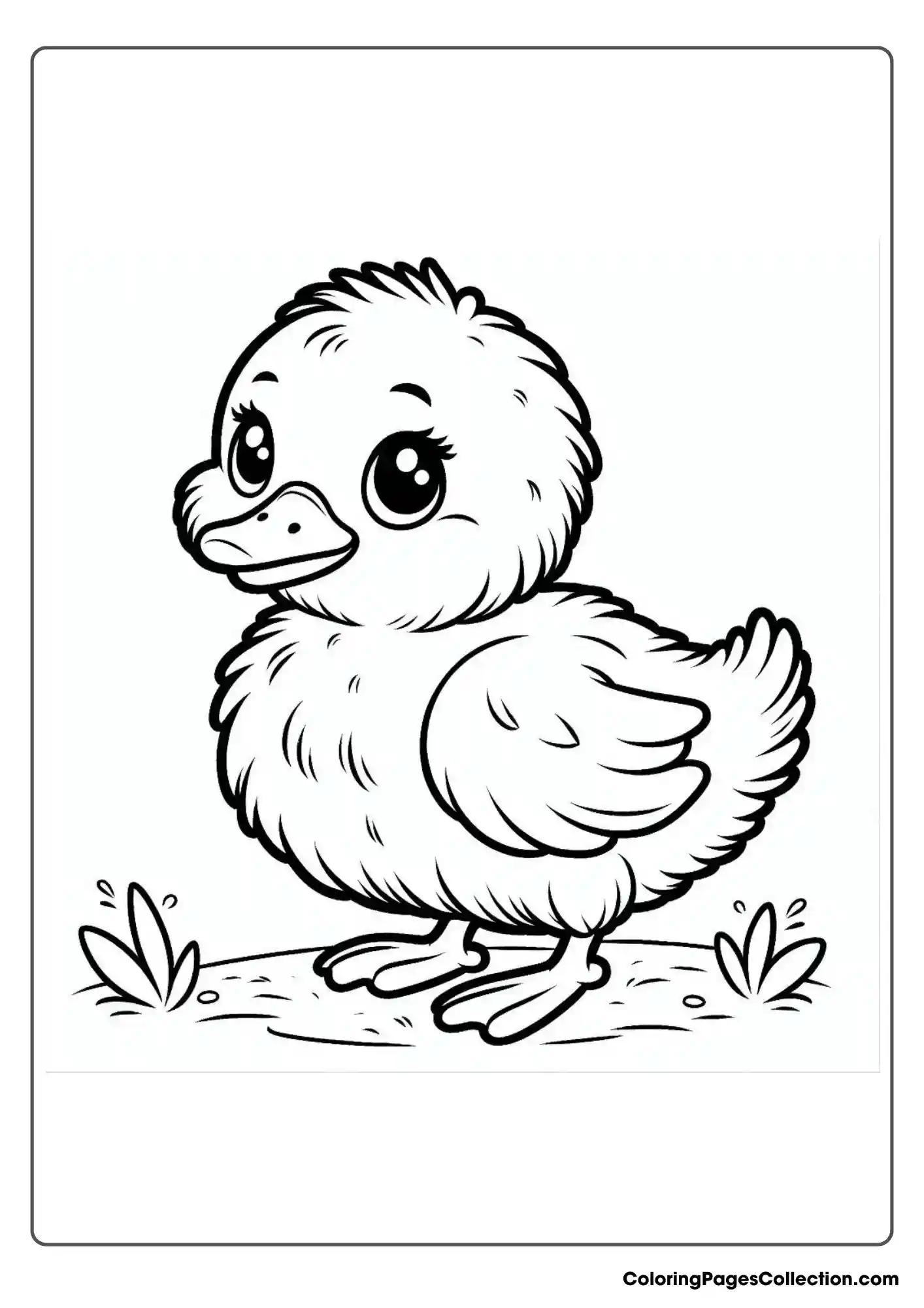 Baby Duck With A Fluffy Body