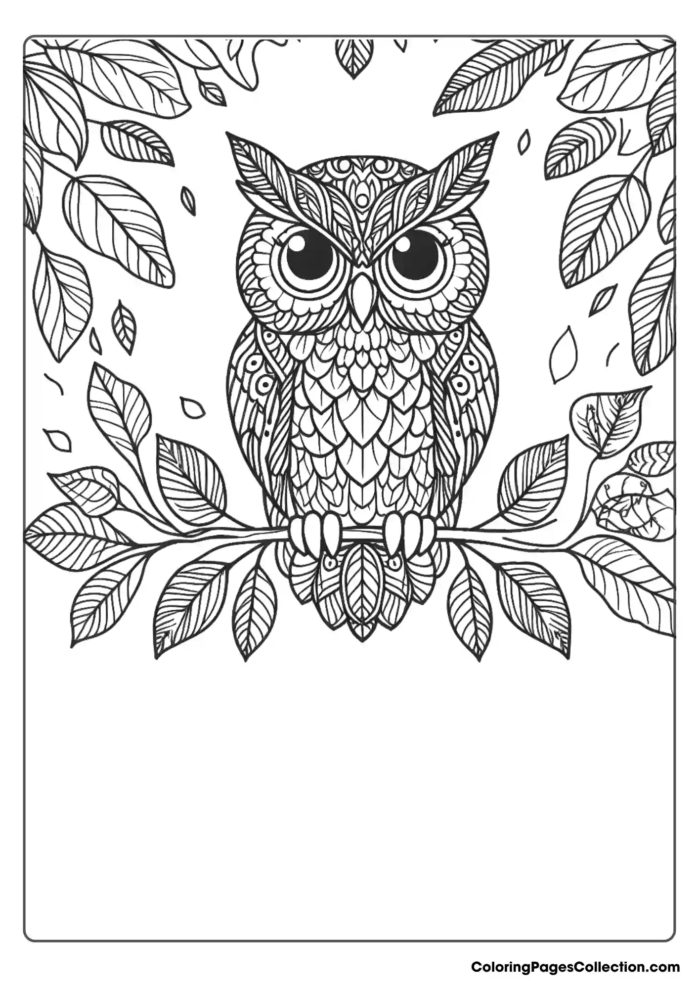 Owl coloring pages