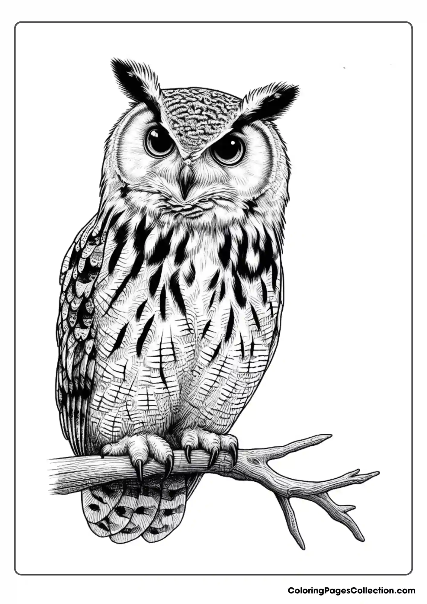 Owl coloring pages