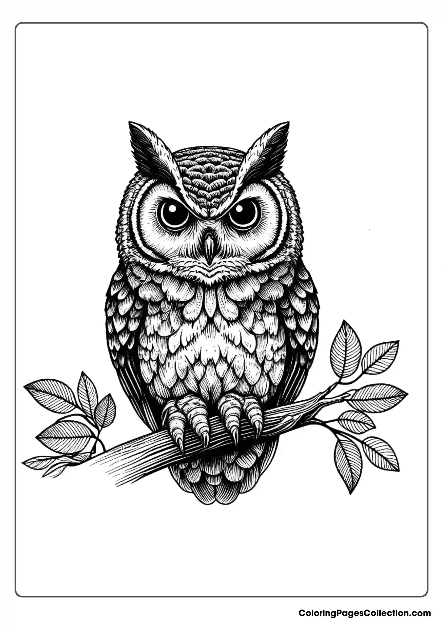 Owl coloring pages