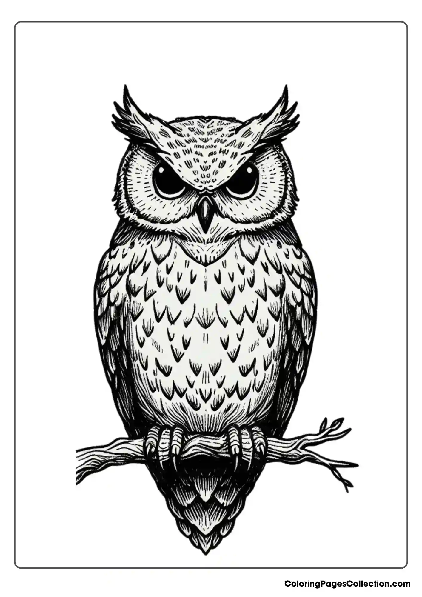 Owl coloring pages
