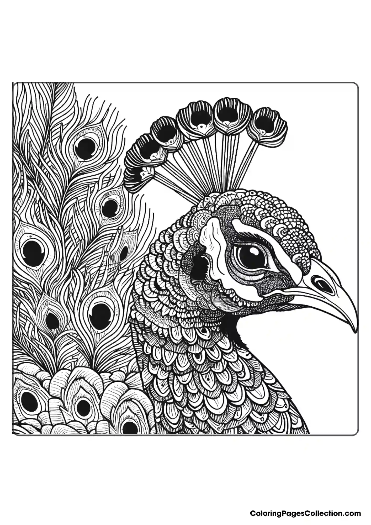 Close-up Of Peacock's Head