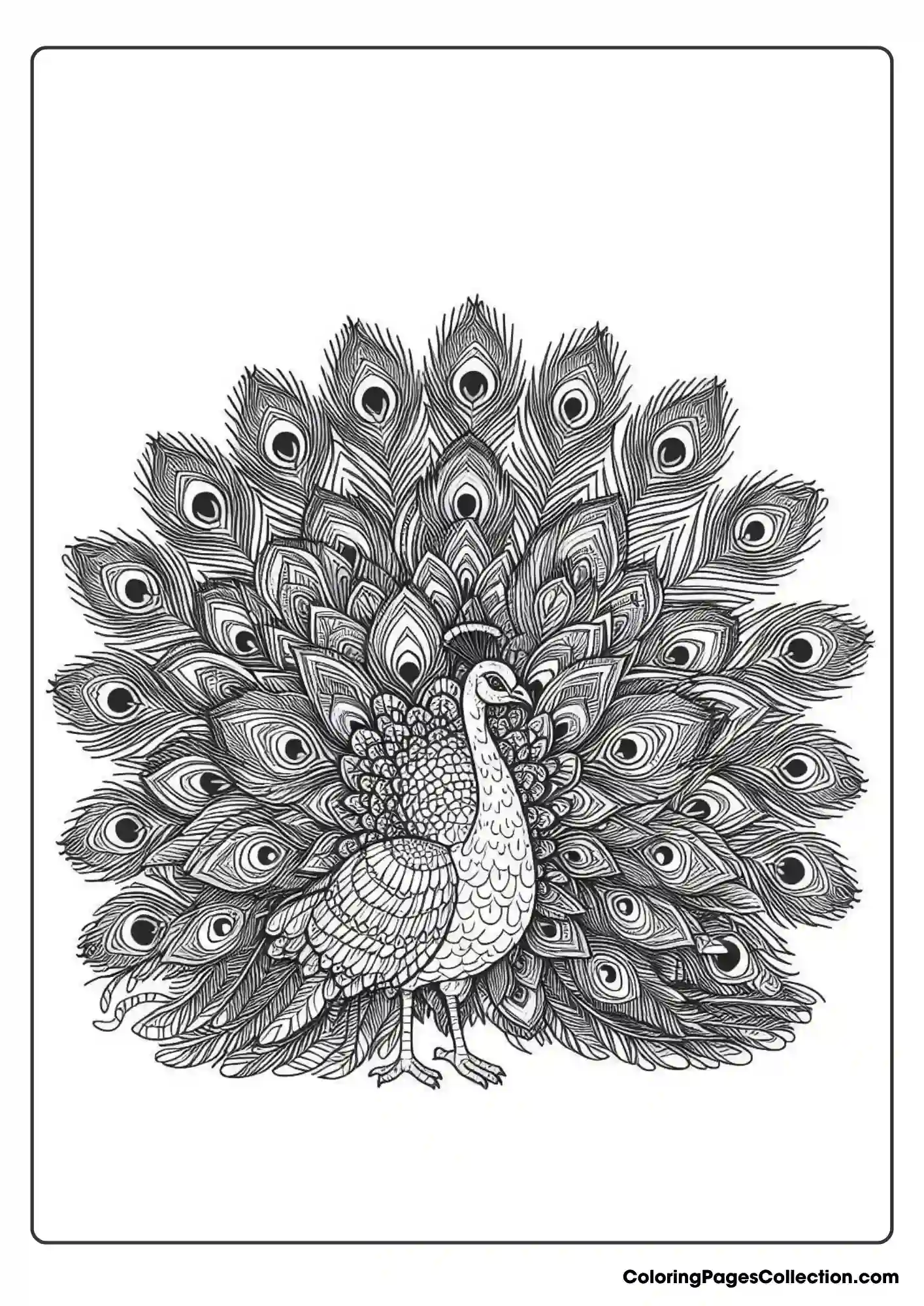 Peacock With Fully Fanned Tail