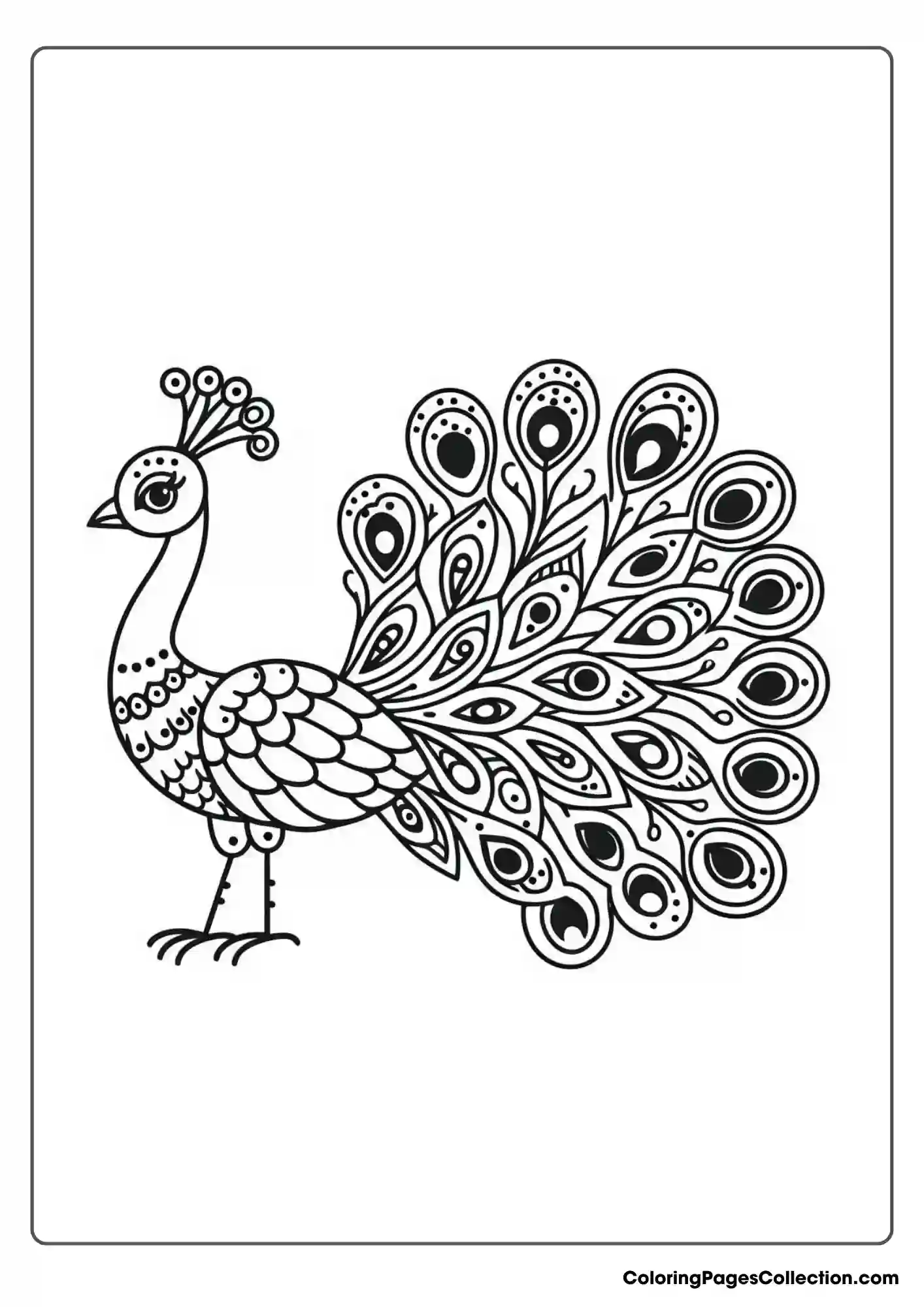 Peacock With Plump Body