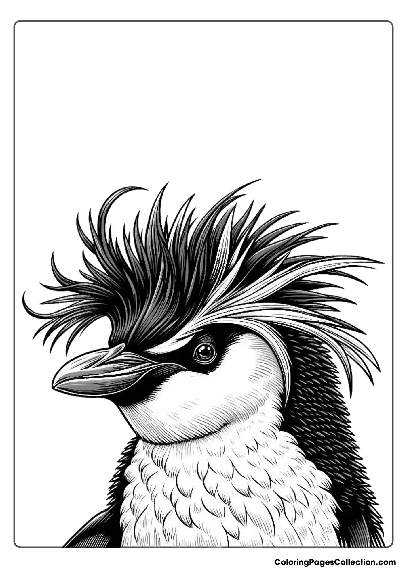A rockhopper penguin