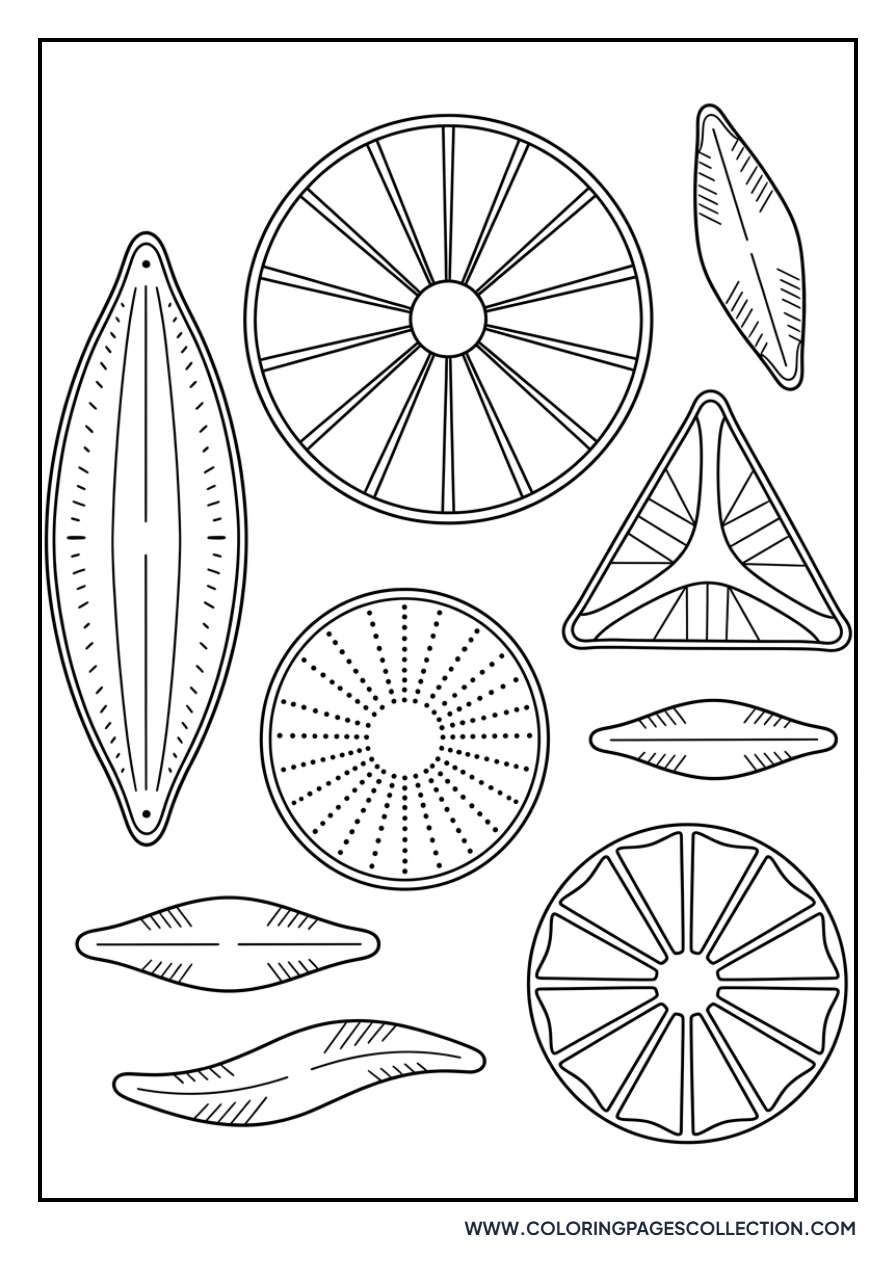 Diatom Microscopic Plankton