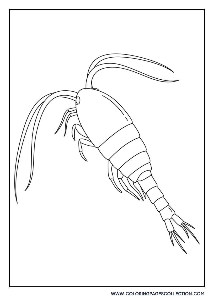 Scientific Copepod Plankton