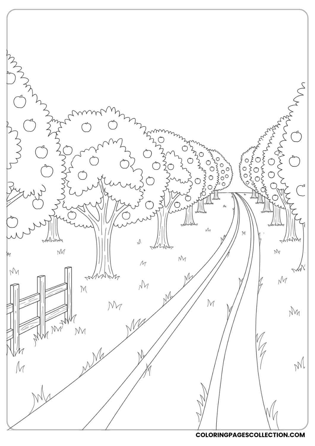 apple orchard with wooden fence and path