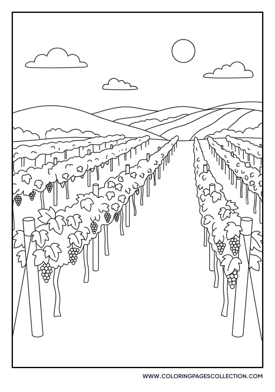 Detailed Vineyard Rows