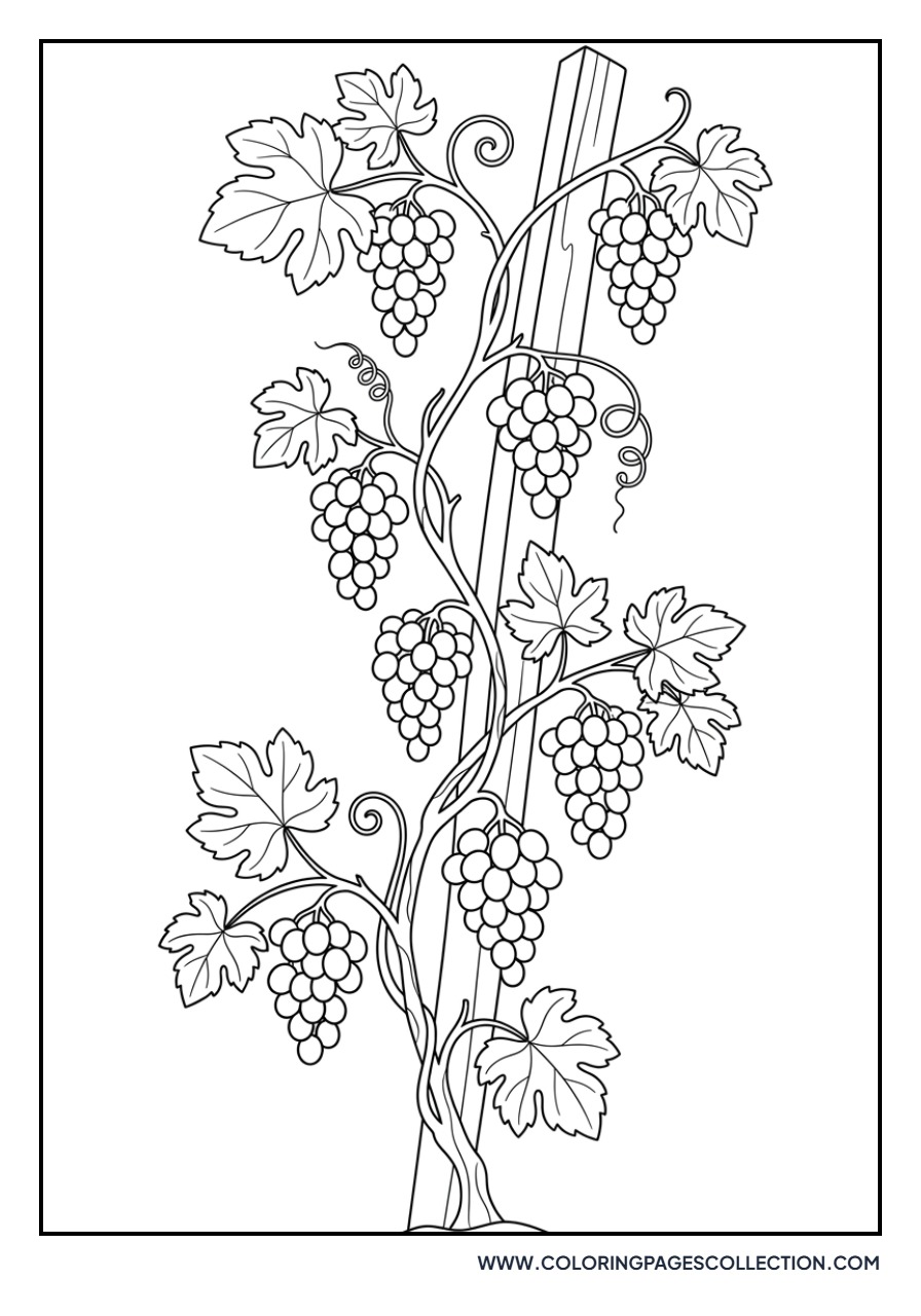 Grapes Growing Upwards