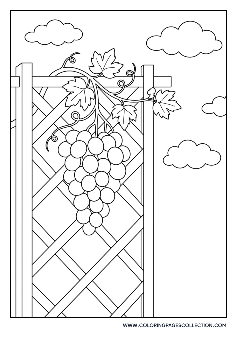 Grapes on a Sunny Trellis
