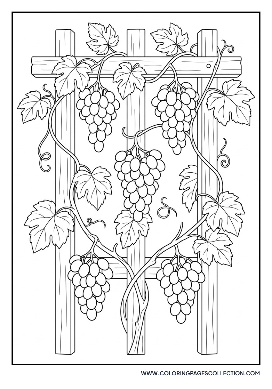 Grapevine on a Trellis