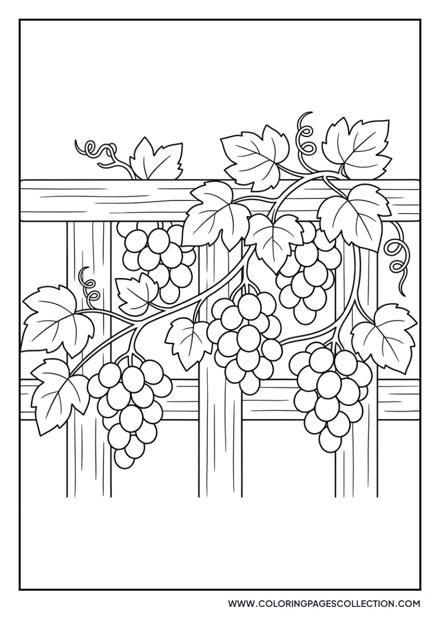 Grapevine Over a Fence