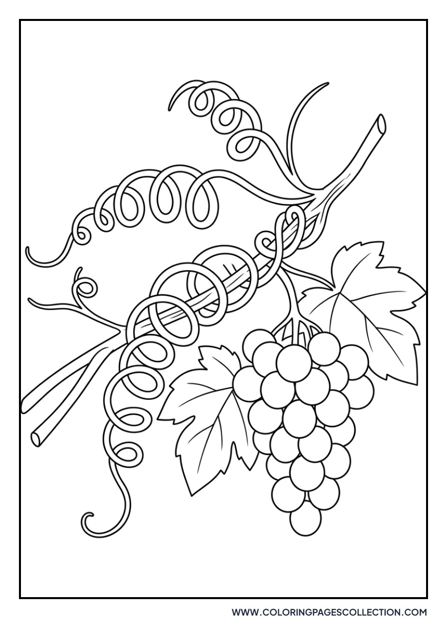 Grapevine with Tendrils