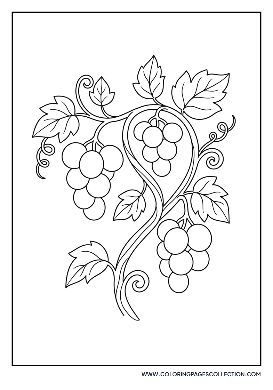 Tiny Fairy Grapes