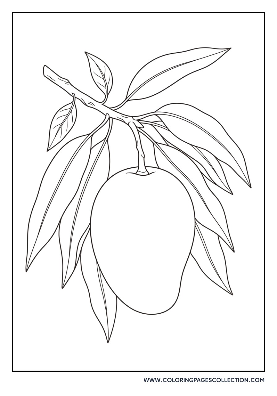 Mango Hanging from a Branch