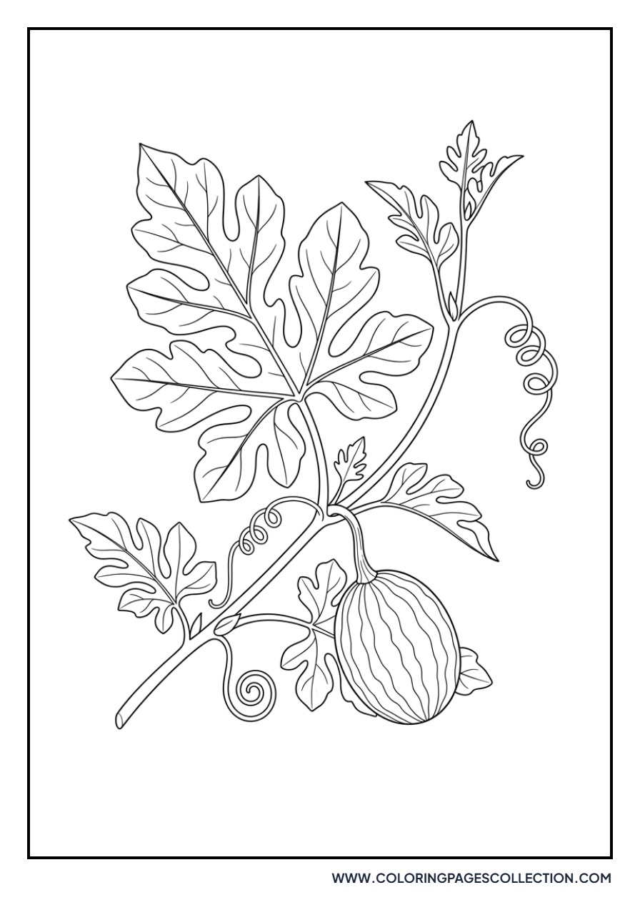 Realistic Watermelon Vine and Leaves
