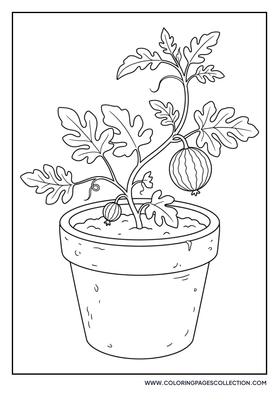 Watermelon Growing in a Pot
