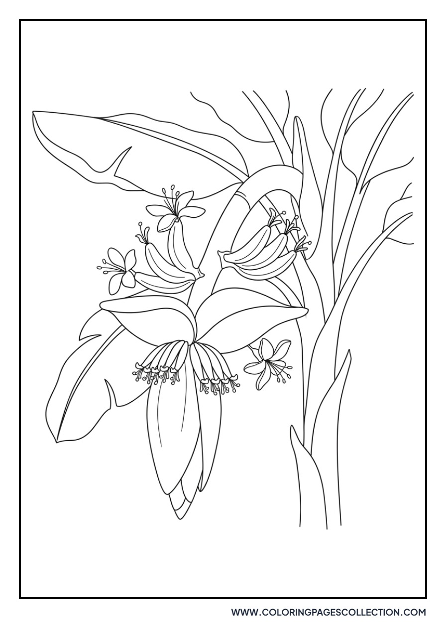Banana Blossoms