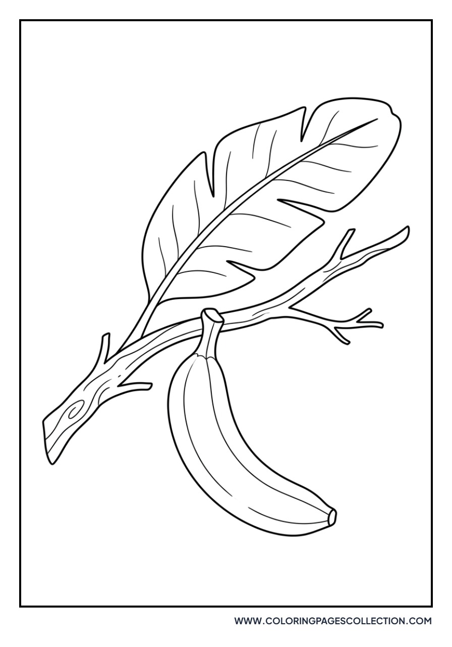 Banana Hanging from Branch