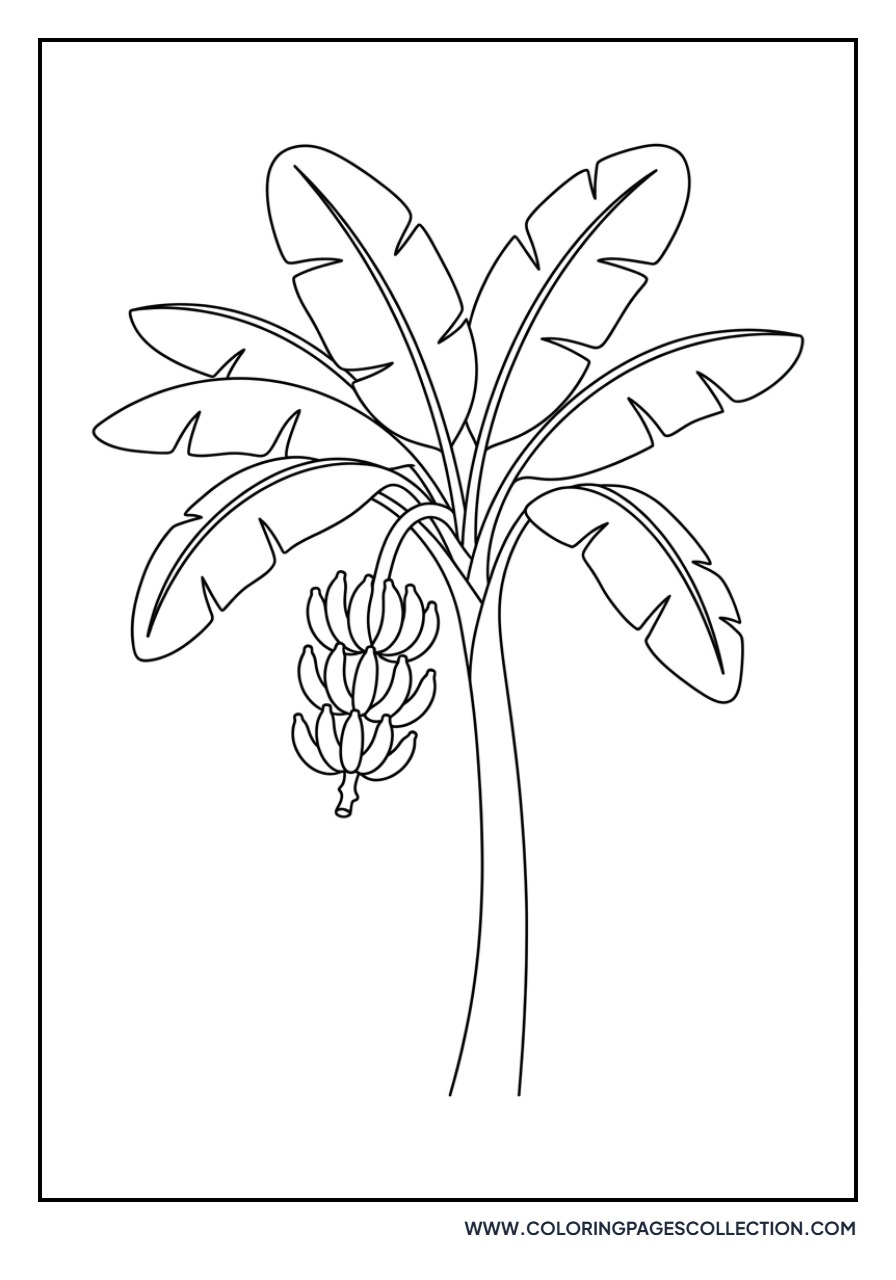 Tropical Banana Tree