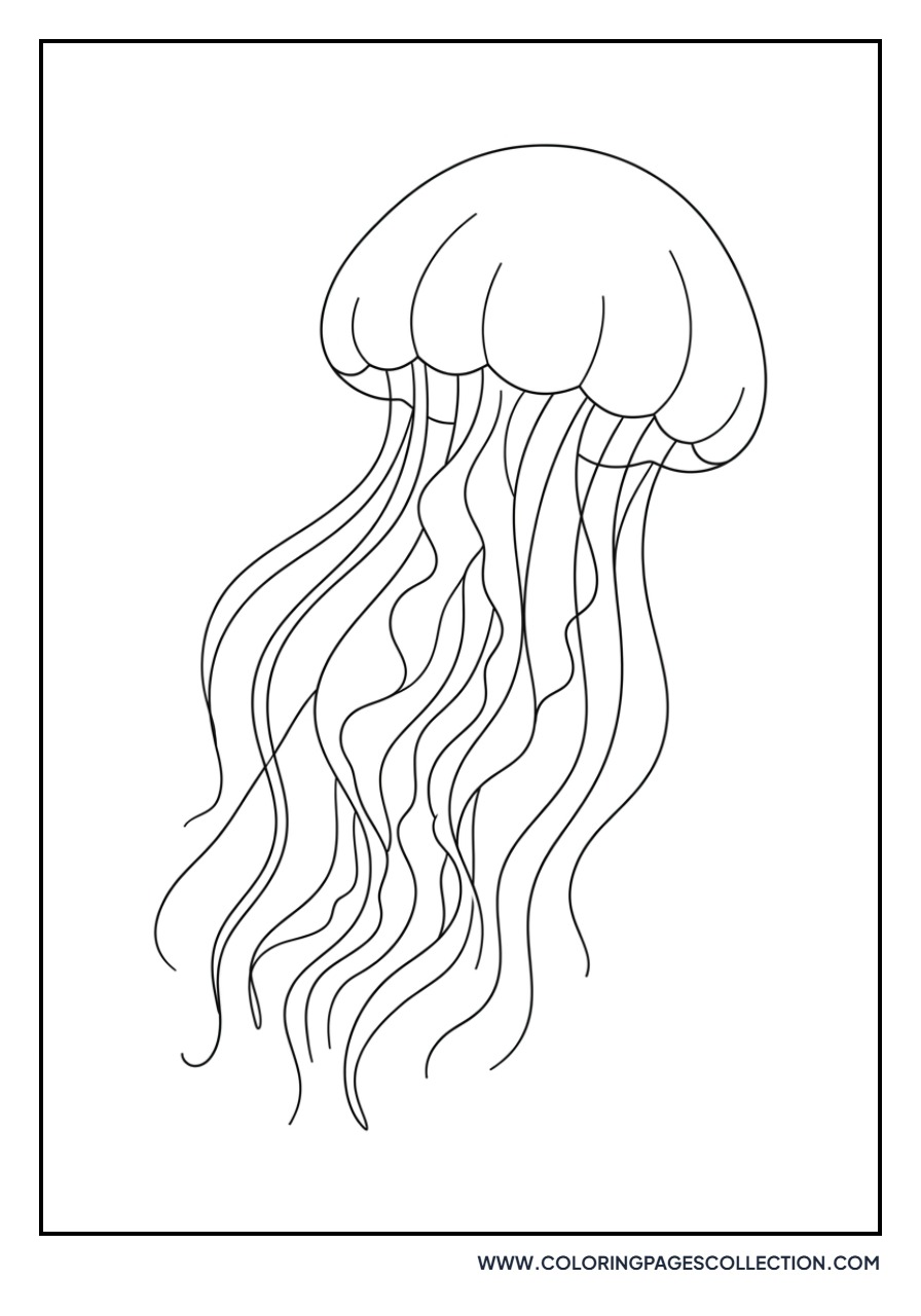 Graceful Jellyfish