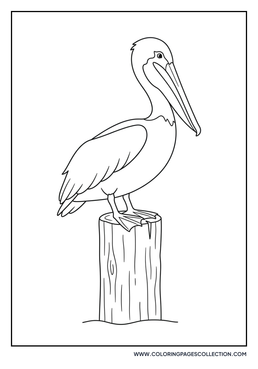 Pelican on Pier