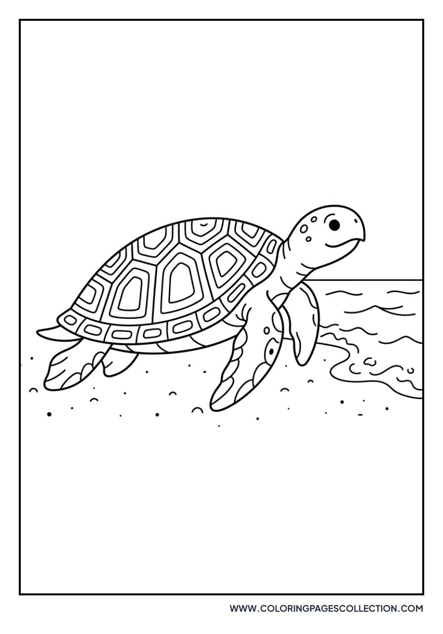 Sea Turtle on Sand