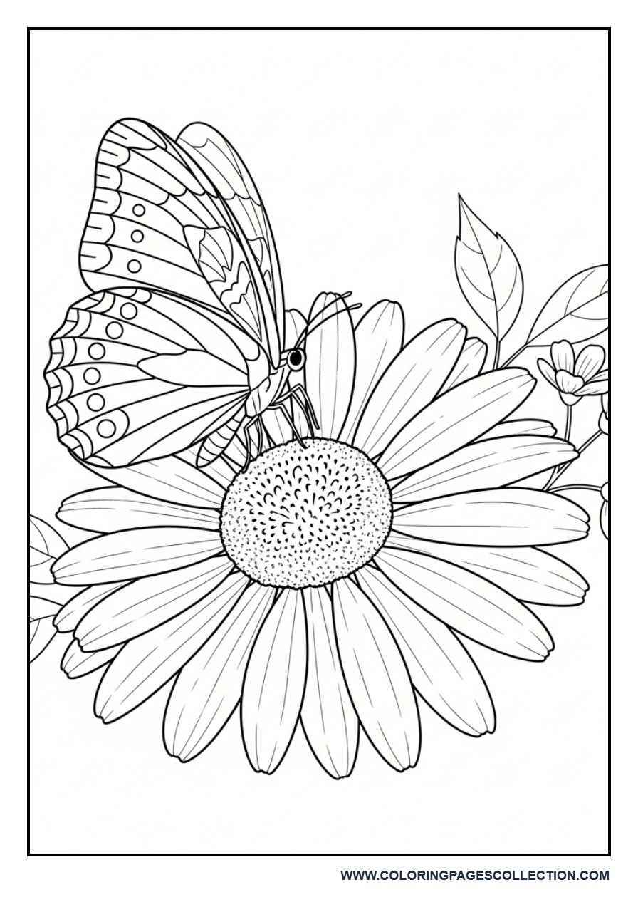 Butterfly Sitting on Big Daisy