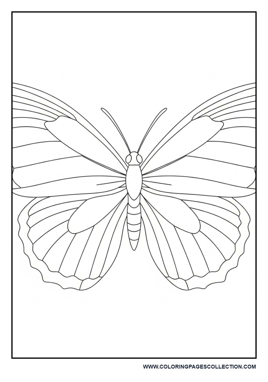 Simple Symmetrical Butterfly